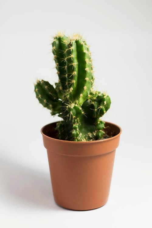 why cactus store water