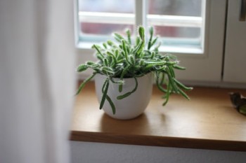 can succulents live indoors