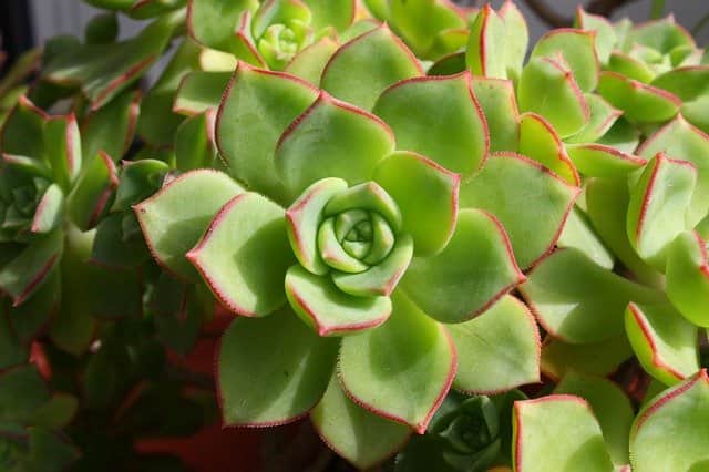 how long can succulents go without watering