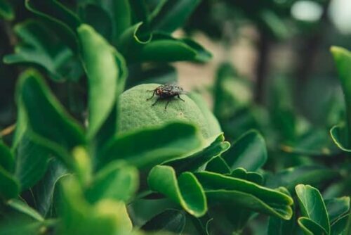 How to Get Rid of Flies & Gnats in Potted Succulent Plants?