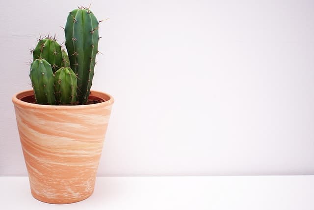 cactus in a pot can be placed in bathroom