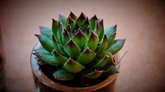 7 Reasons Why Succulents Are Good For Home Feng Shui & Good Luck