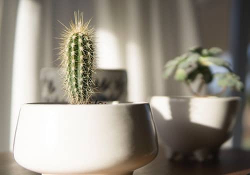 succulent cactus indoors