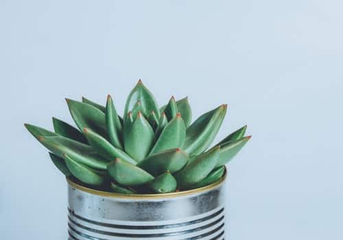 succulent indoor in a pot